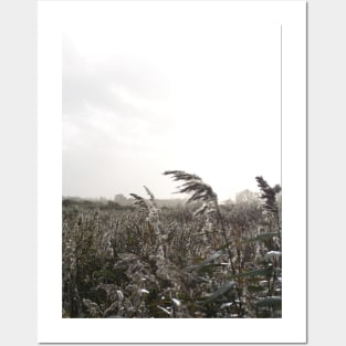 Fishbourne Reeds - a windy day on the coast near Chichester, Sussex, UK Posters and Art